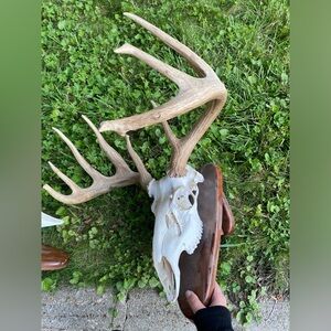 Buck Skull Mount